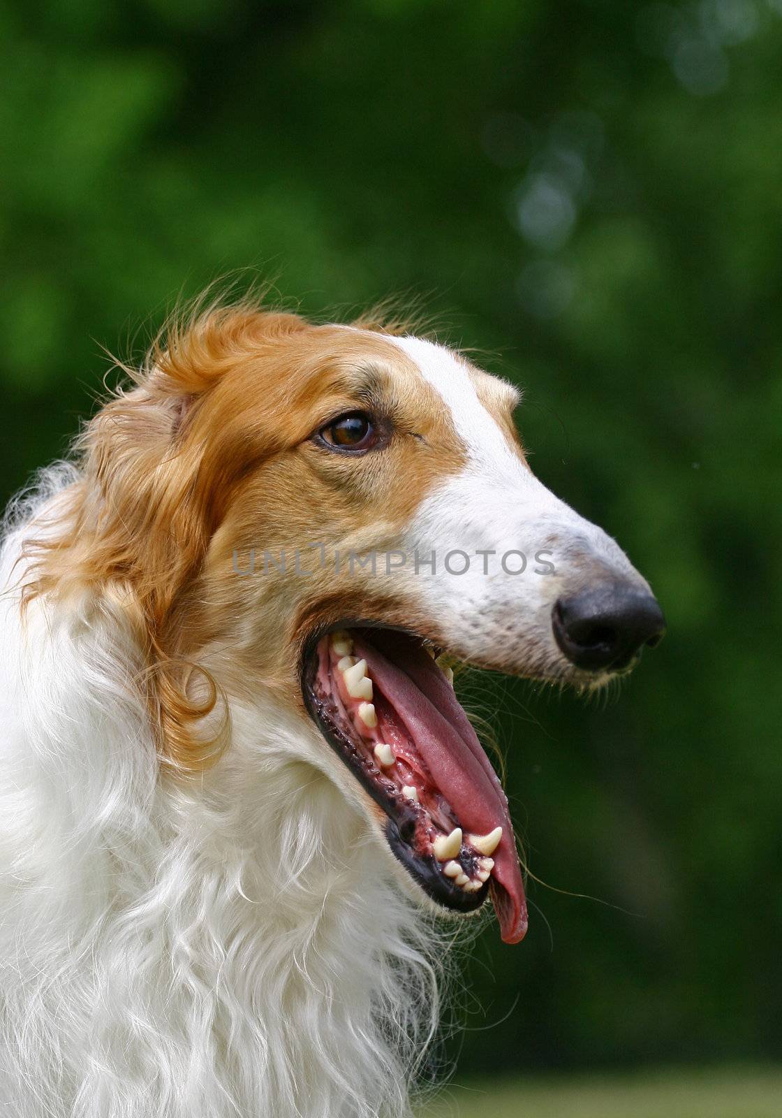 The Borzoi is a breed of domestic dog (Canis lupus familiaris) also called the Russian Wolfhound and brought to Russia from Middle-Asian countries. Having medium-length and slightly curly hair, it is similar in shape to Greyhounds, and is a member of the sighthound family.