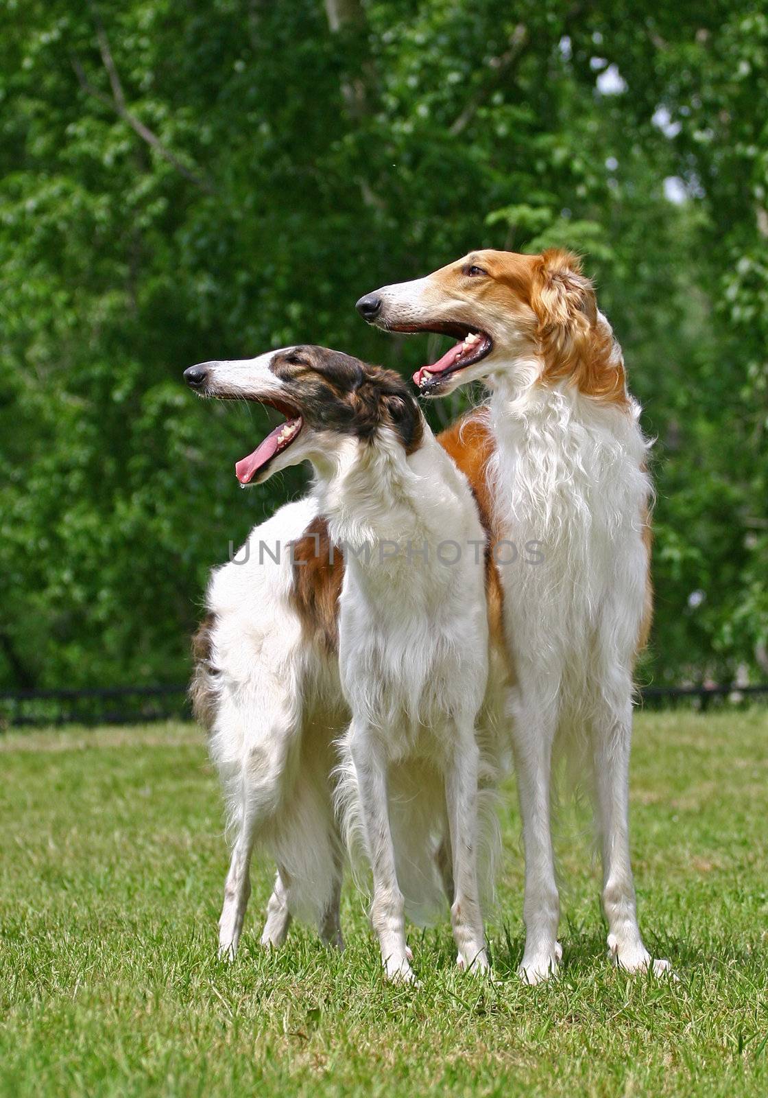The Borzoi  is a breed of domestic dog (Canis lupus familiaris) also called the Russian Wolfhound and brought to Russia from Middle-Asian countries. Having medium-length and slightly curly hair, it is similar in shape to Greyhounds, and is a member of the sighthound family.