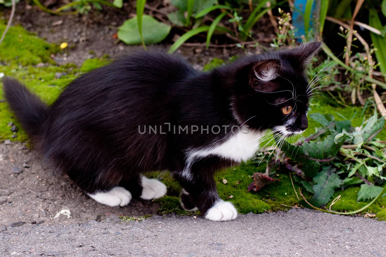 black and white kitten walking along grass
