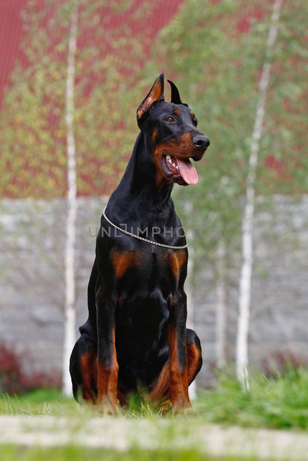 The Doberman Pinscher (alternatively spelled Dobermann in many countries) or Doberman is a breed of domestic dog. Dobermann Pinschers are among the most common of pet breeds, and the breed is well known as an intelligent, alert, and loyal companion dog. Although once commonly used as guard dogs, watch dogs, or police dogs, this is less common today. In many countries, Dobermann Pinschers are one of the most recognizable breeds, in part because of their actual roles in society, and in part because of media attention (see temperament). Careful breeding has improved the disposition of this breed, and the modern Dobermann Pinscher is an energetic and lively breed suitable for companionship and family life.