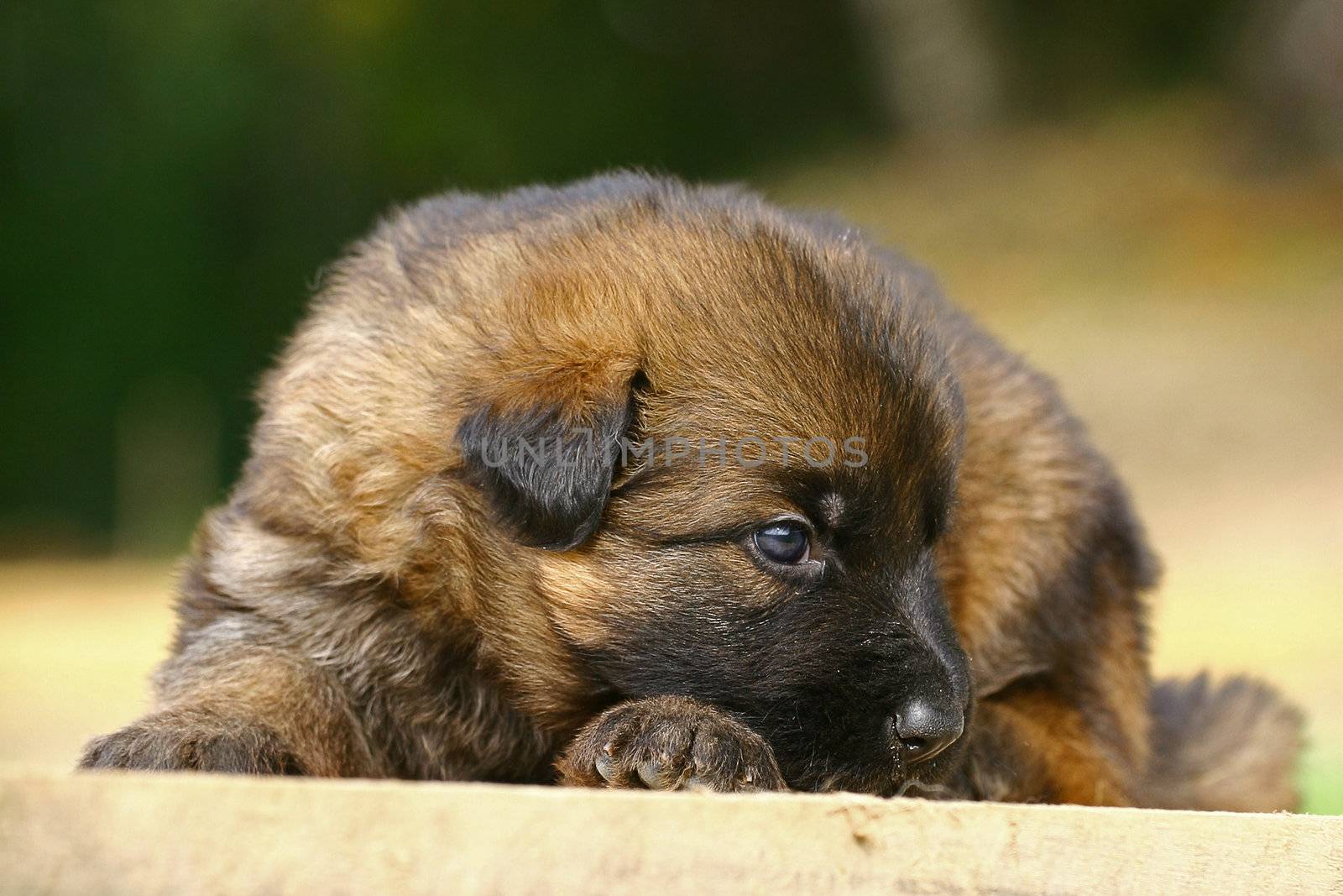 Shepherd puppy by gsdonlin