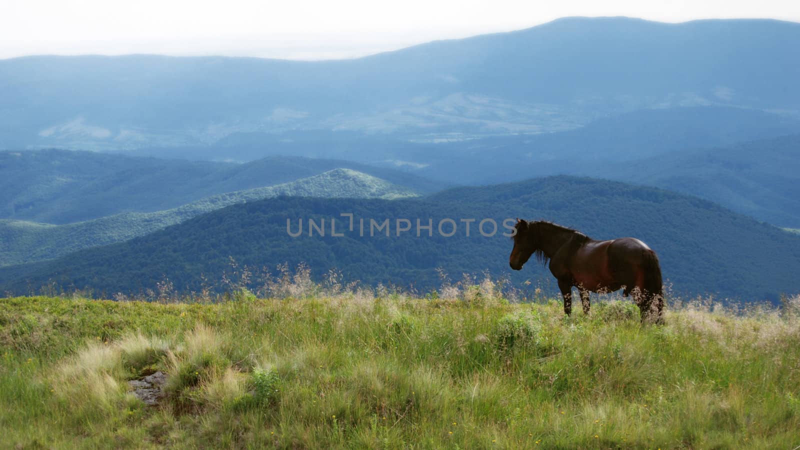 a horse in highlands by leylaa