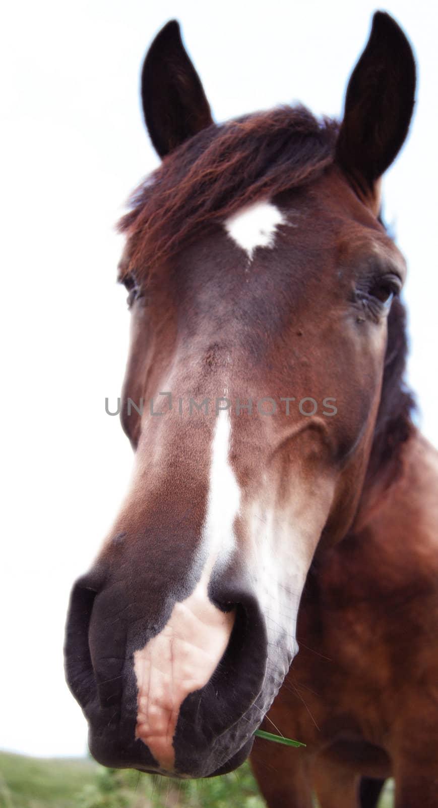 isolated brown horse with white spot on a forehead eating green grass 