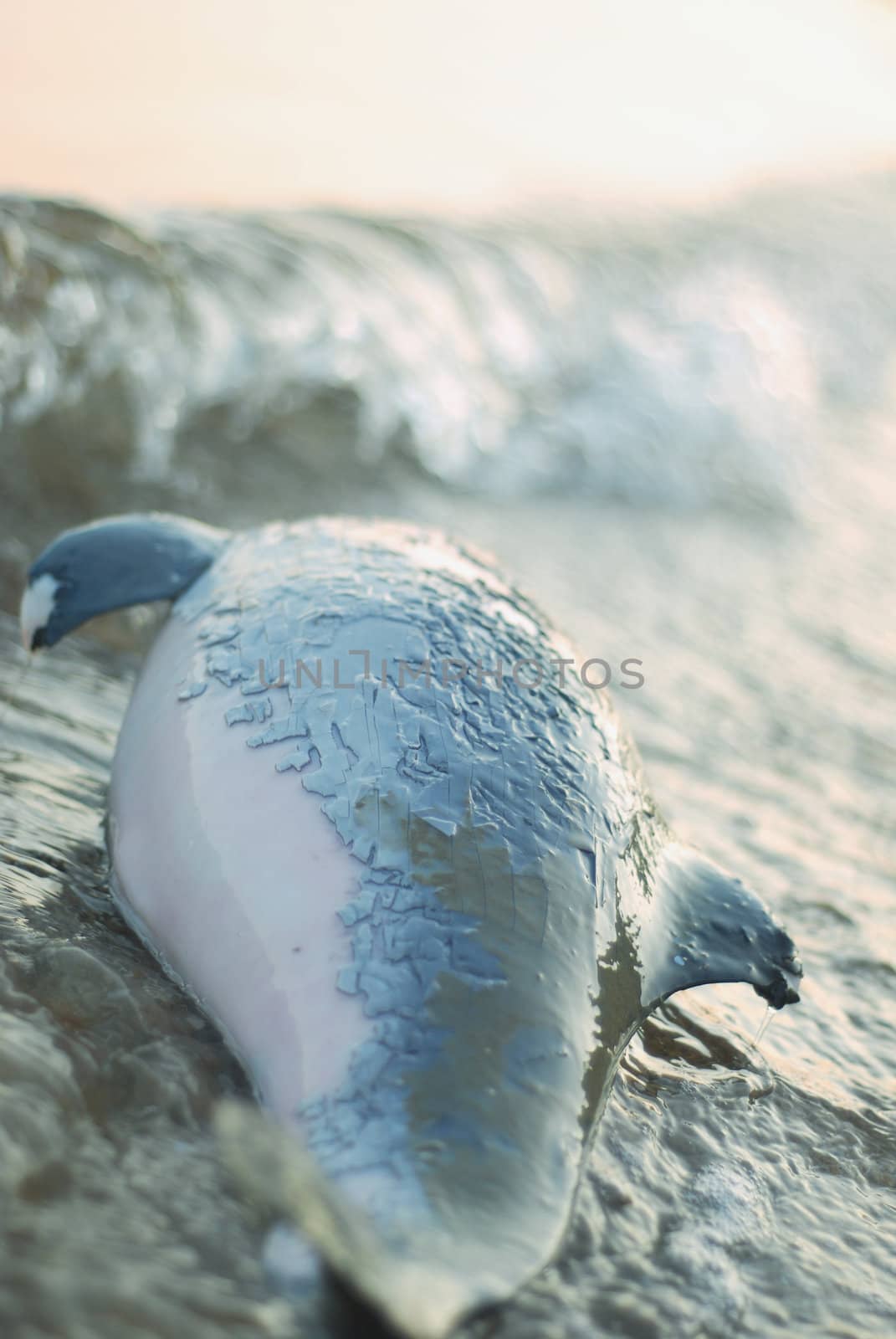 Dead dolphin's body waving by the sea. The oil spot causes death of the Black sea's fauna and flora  