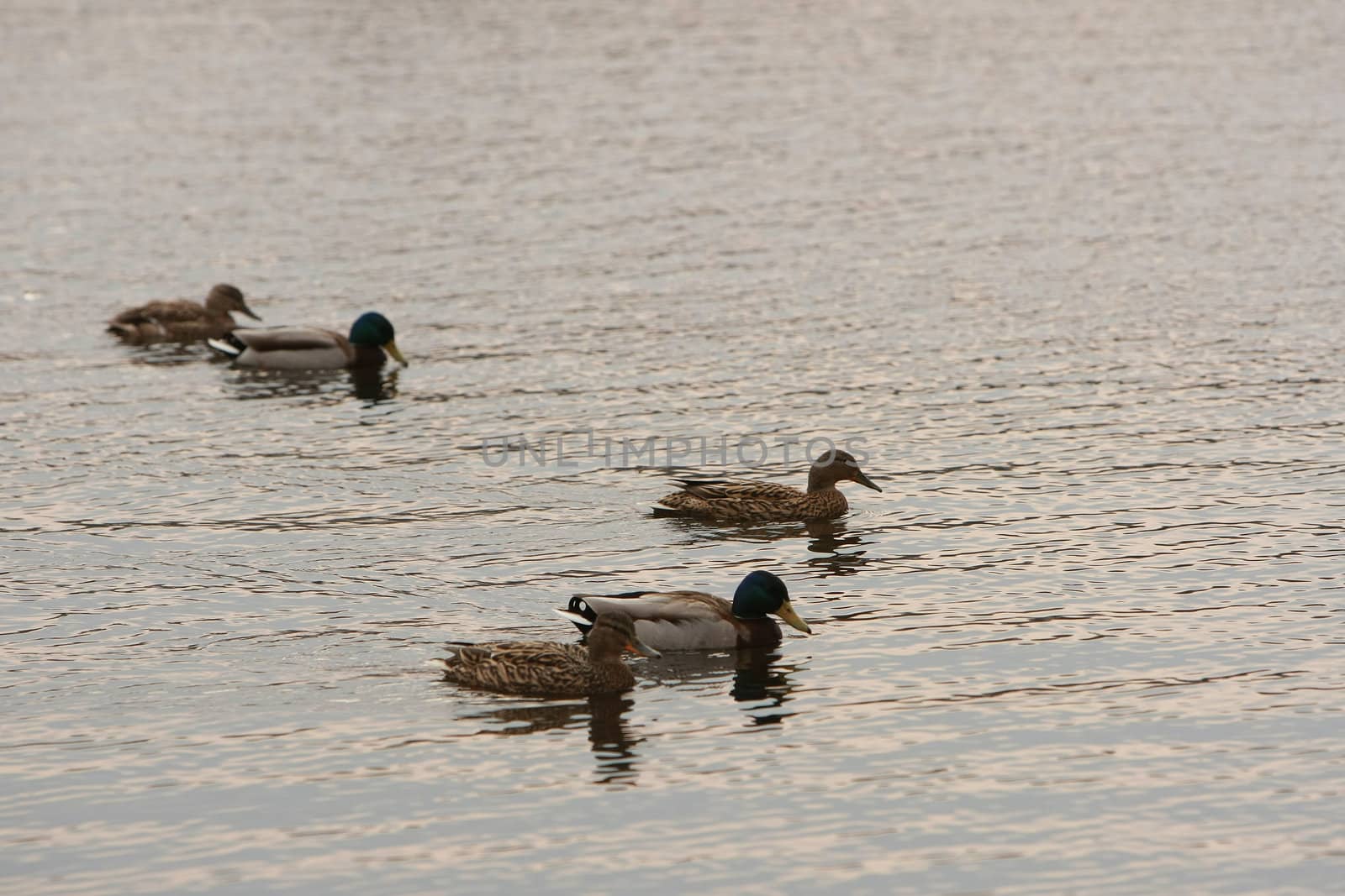 Sunset. Five ducks swimming in the pond