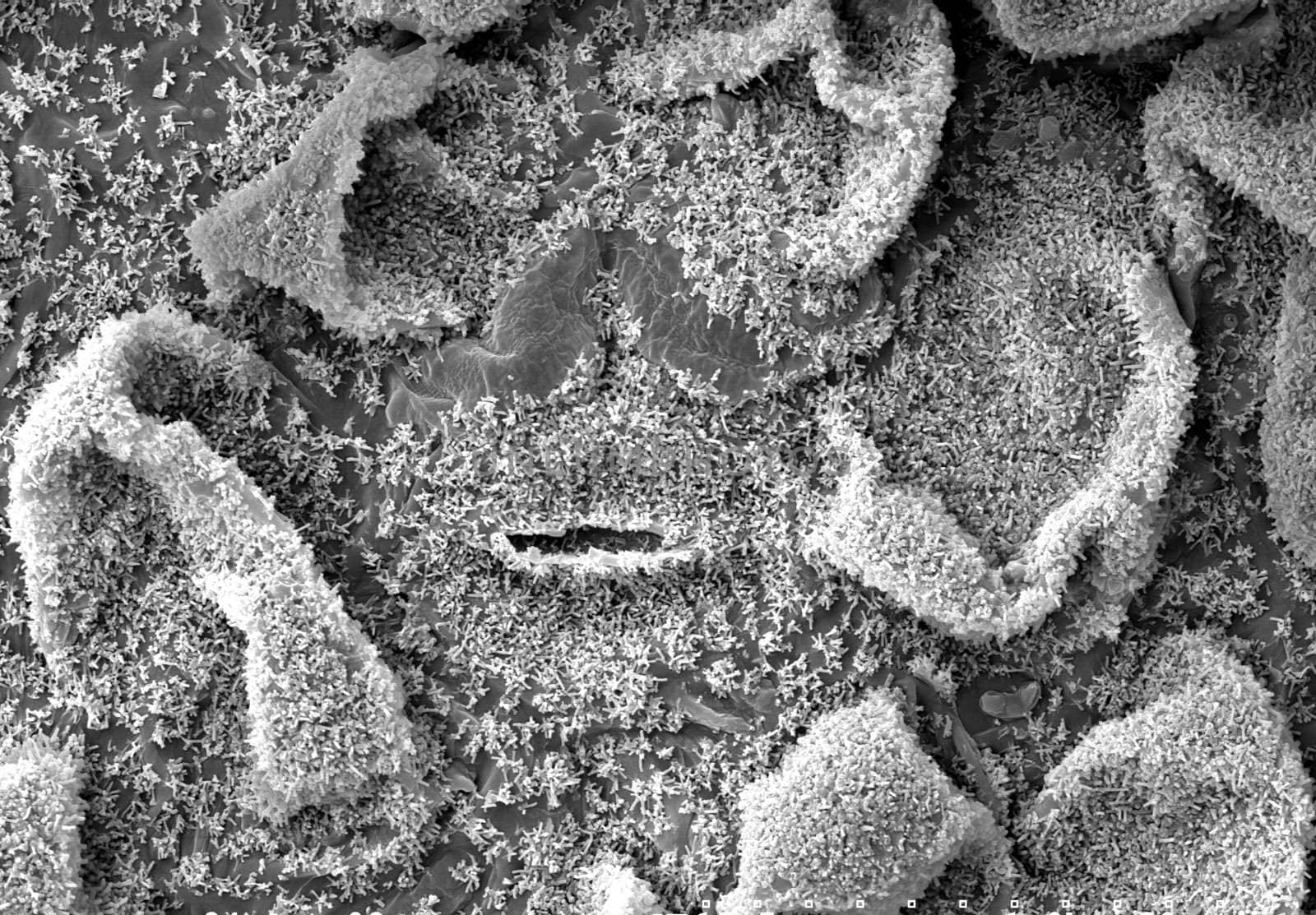 A leaf magnified 800 times in a electron microscope, the breathing organs of the leaf (stomata) are in the center of the picture.