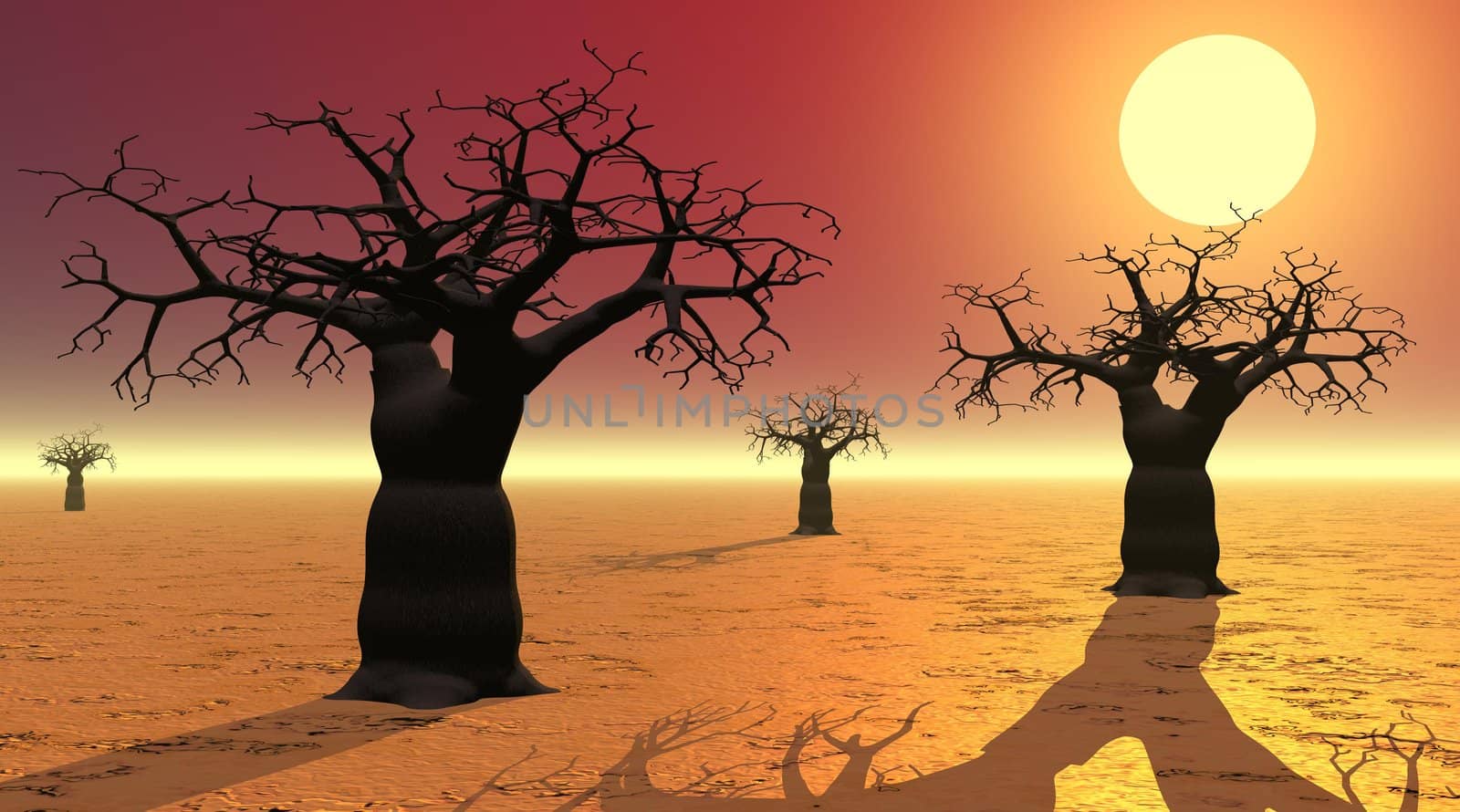 Baobabs with shadows in the desert by sunset