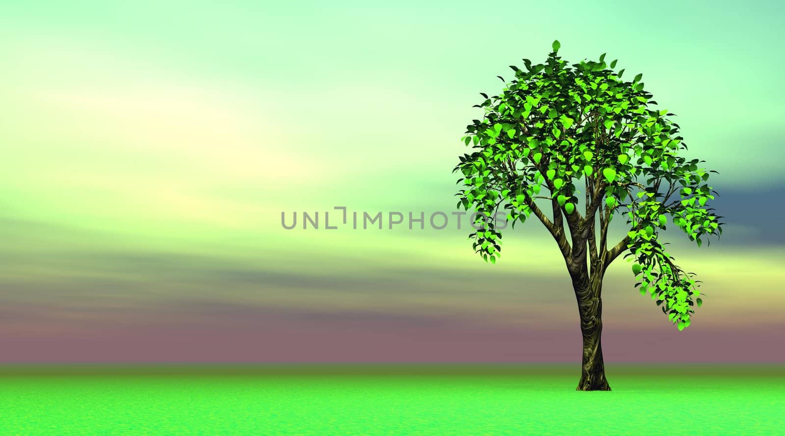 Summer tree in green landscape with colored sky