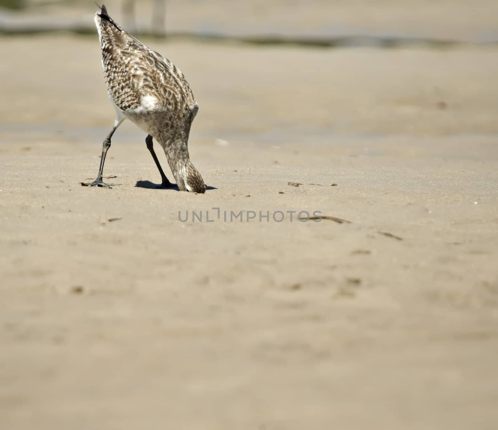 sand piper bird with head in the sand corner composition for copy space