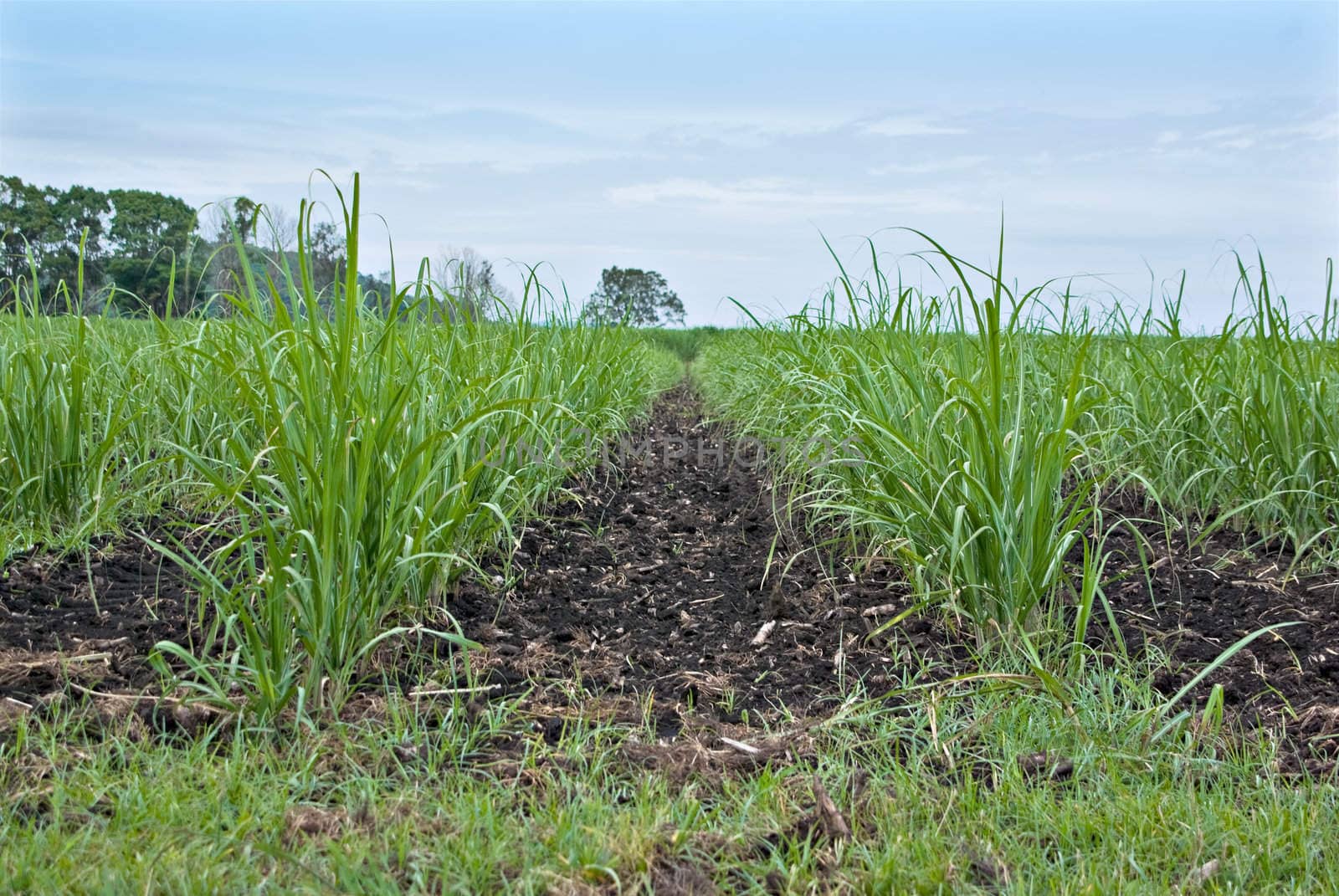 young sugar cane grows in the field