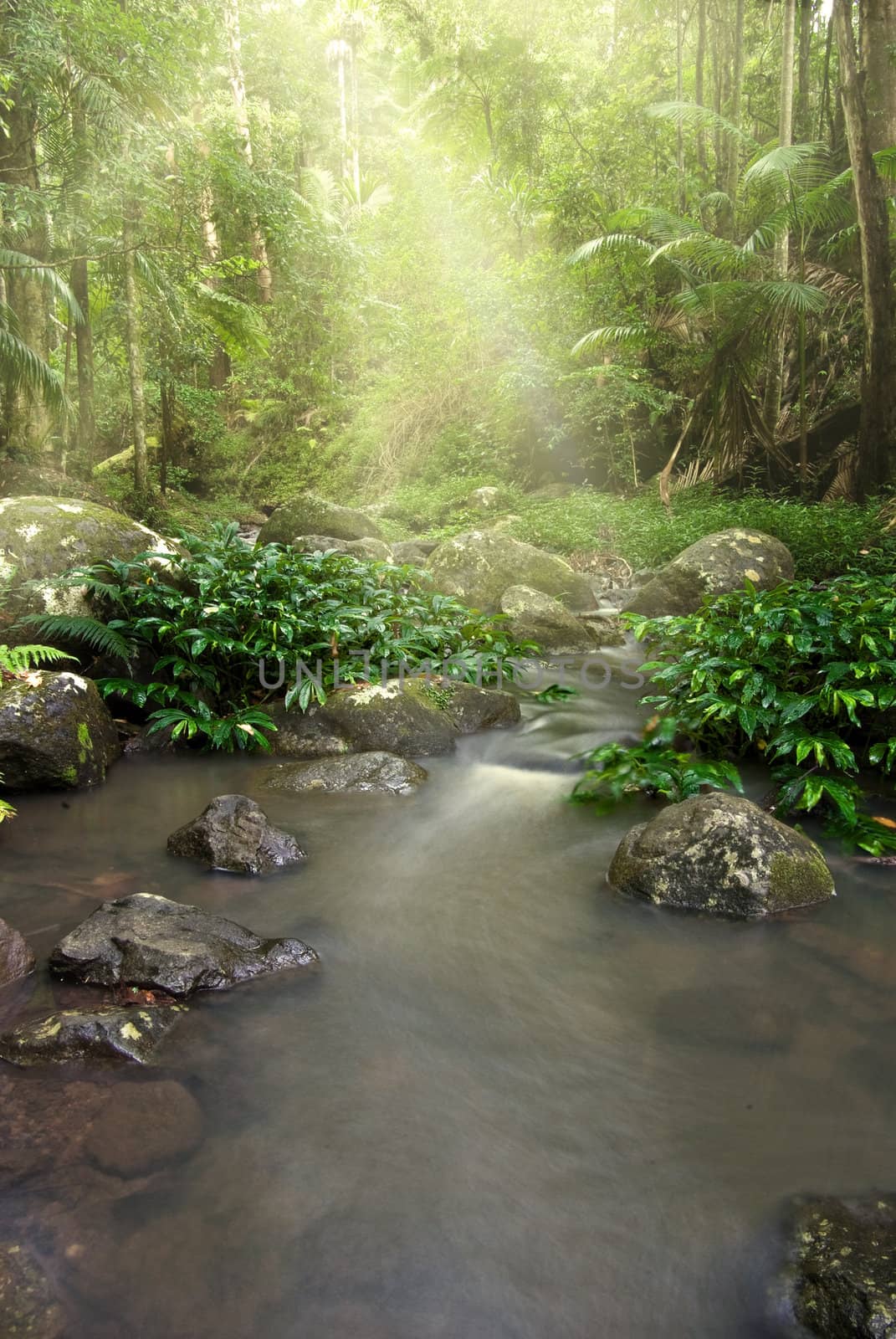 beautiful stream in the rainforest with sunlight pouring through