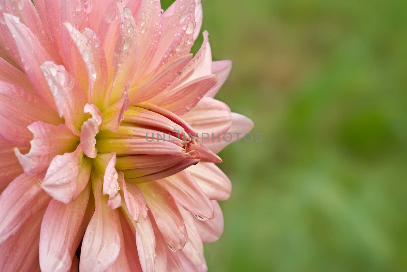 crysanthemum flower by clearviewstock