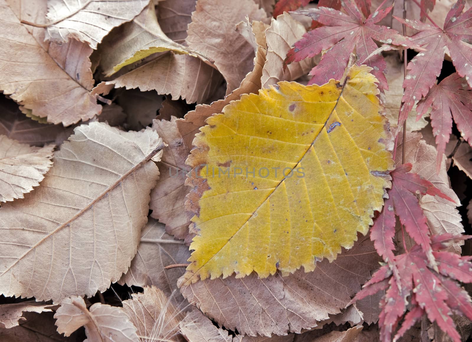 autumn leaves by clearviewstock