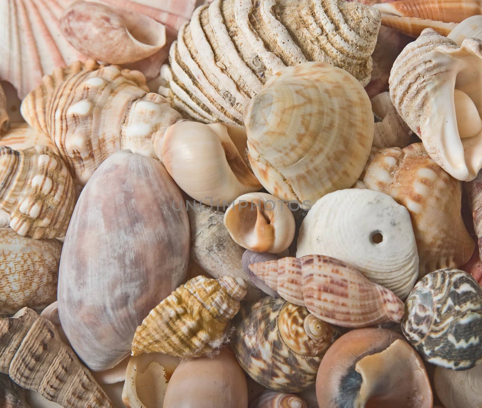 great image of sea shells as a background