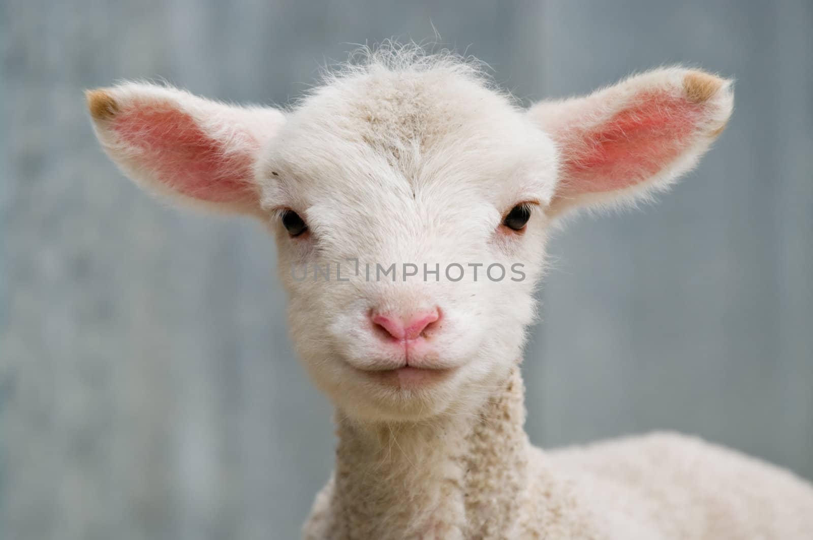 young baby lamb by clearviewstock