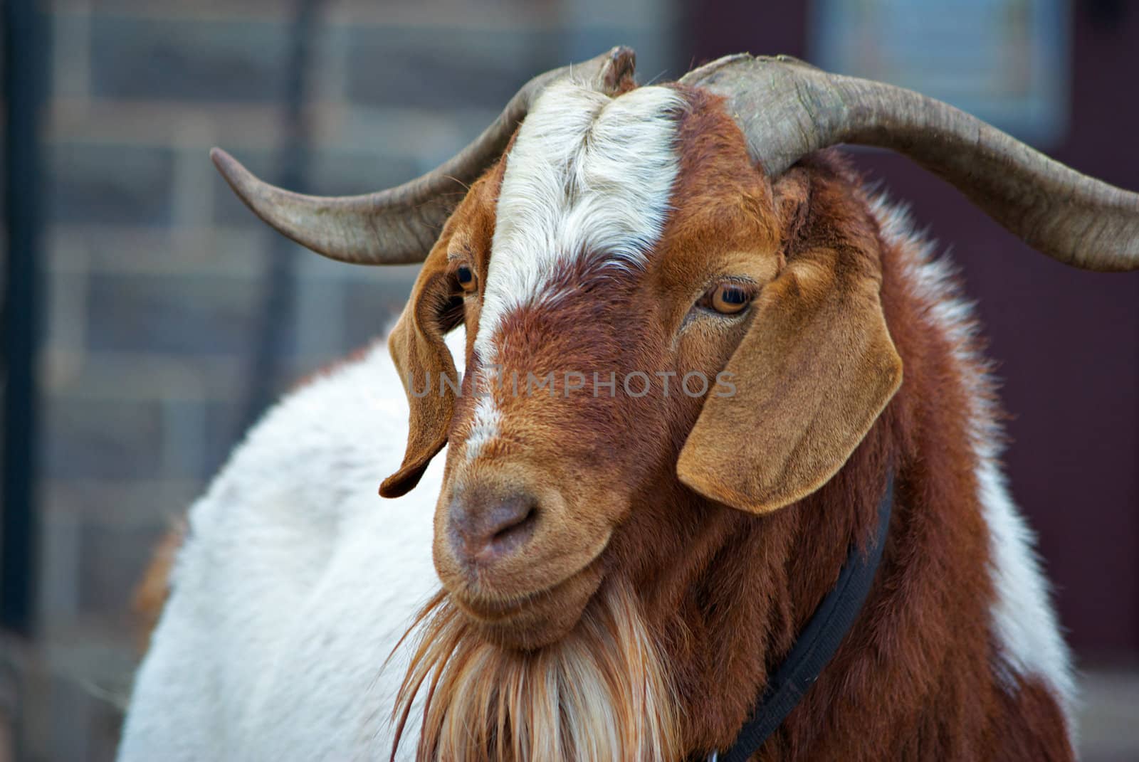 close up of an unfriendly big horned goat 