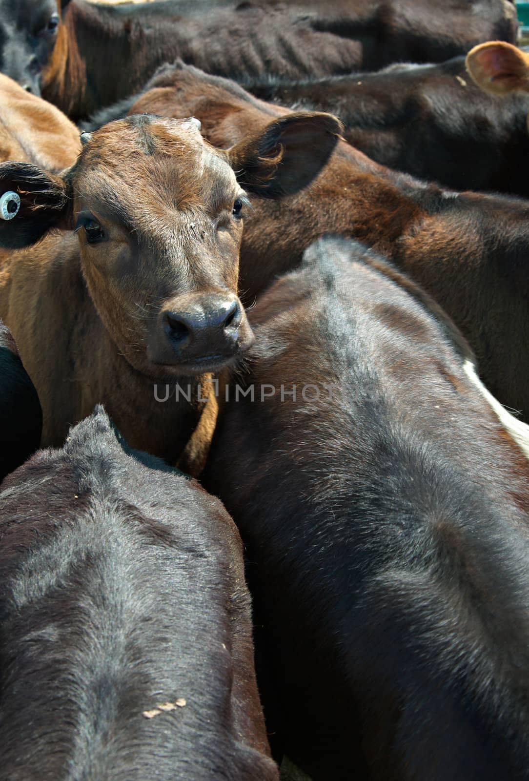 calves are all crammed together in a feed lot