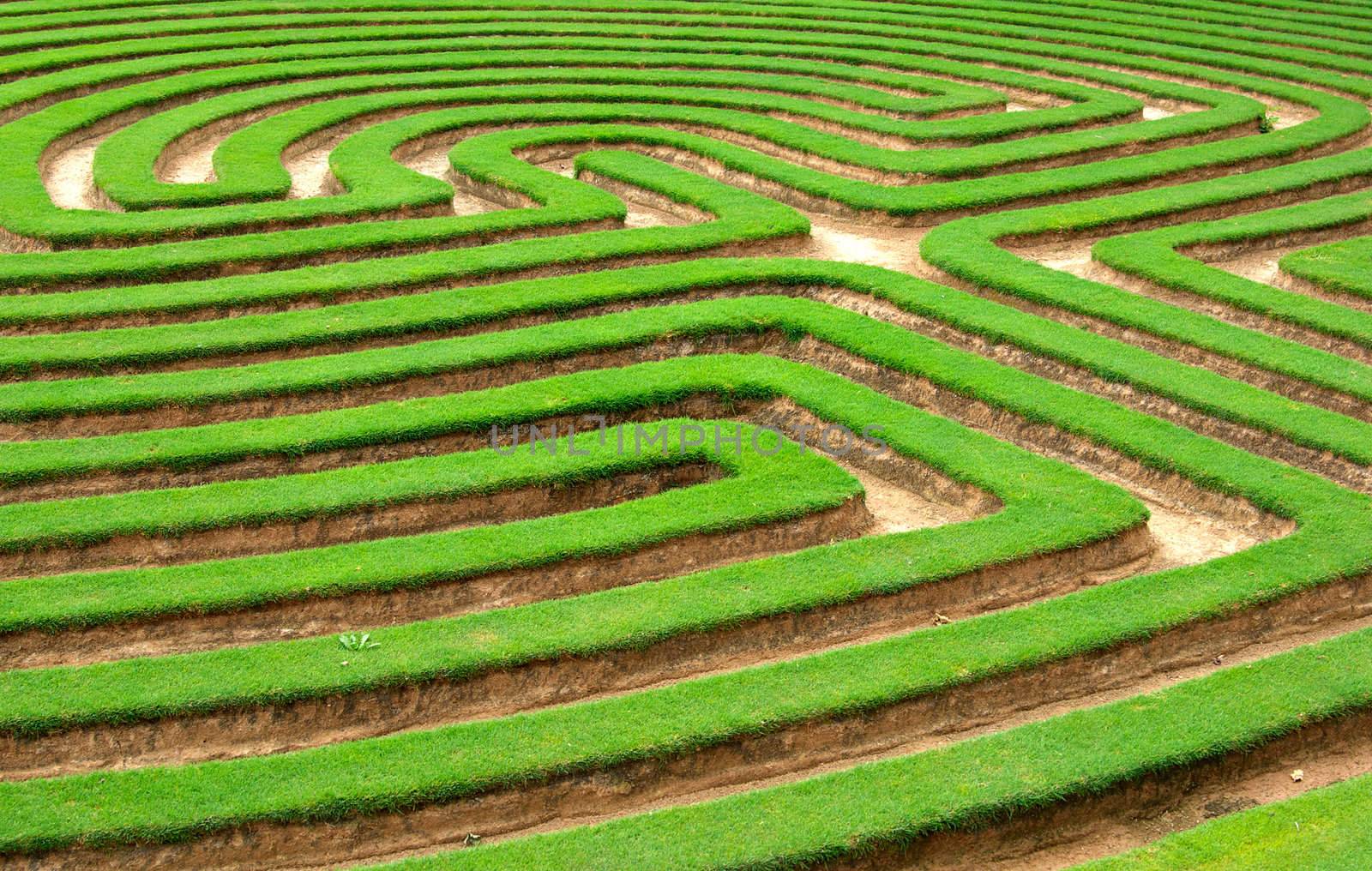 grass lawn cut into a maze like puzzle pattern