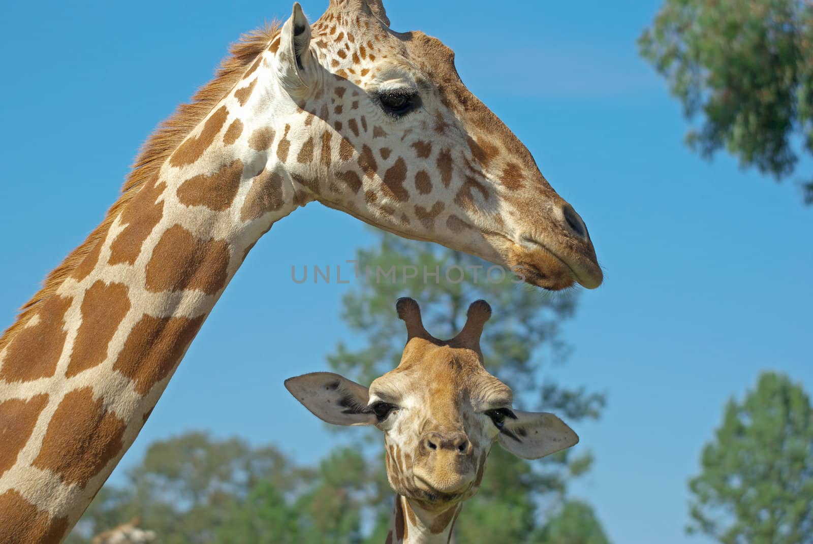 mother and baby giraffe by clearviewstock