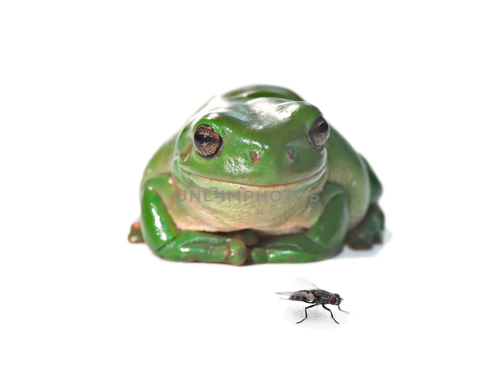 litoria caerula, green tree frog isolated on white background sits and watches a fly