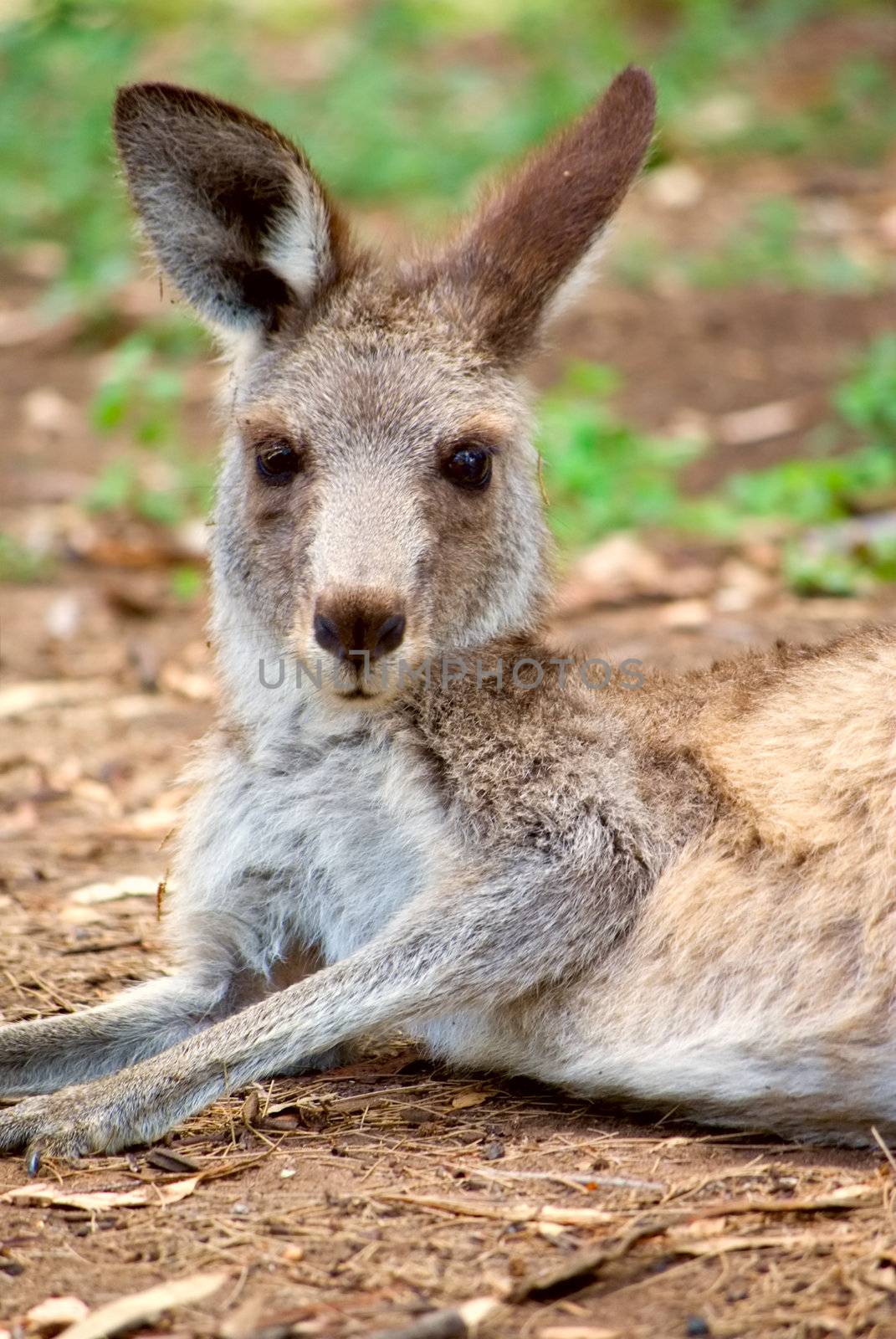 an eastern grey kangaroo is laying down and resting