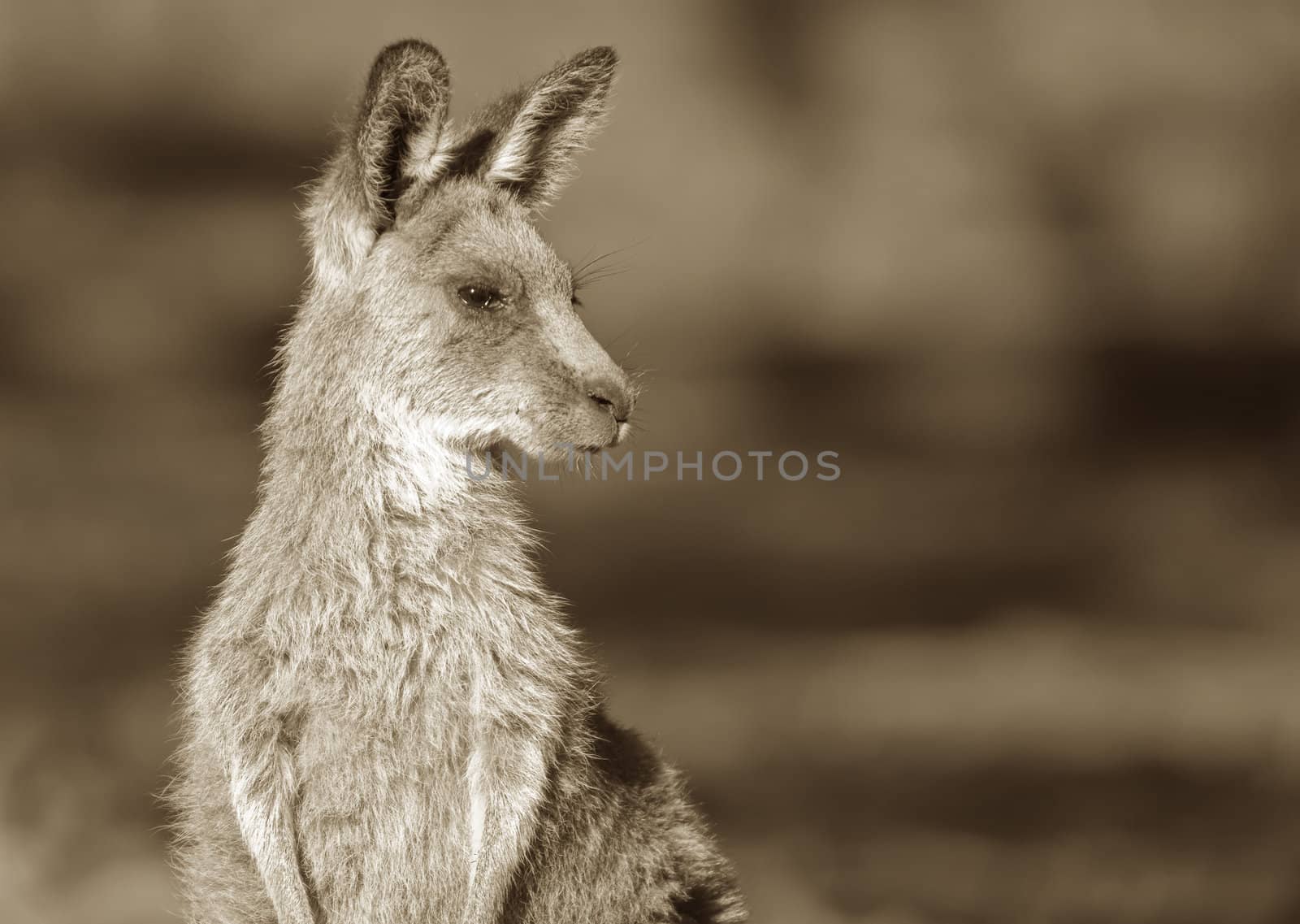 australian eastern grey kangaroo in brown sepia