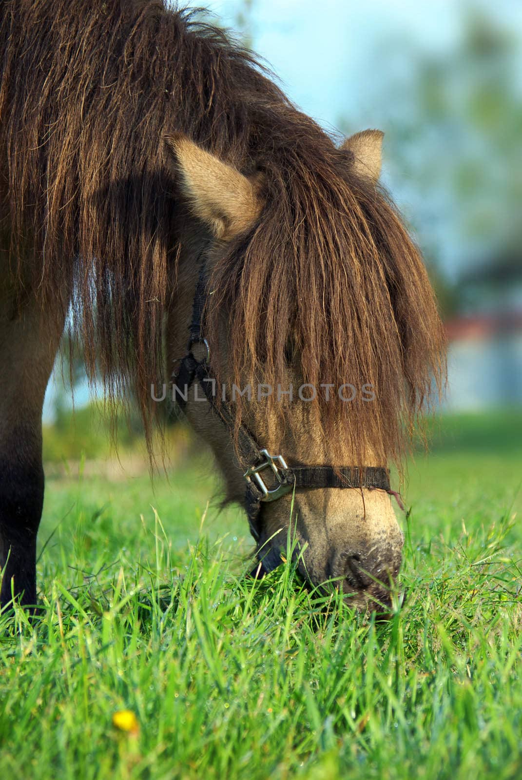 a small brown horse with hairy long mane bends down to eat the grass