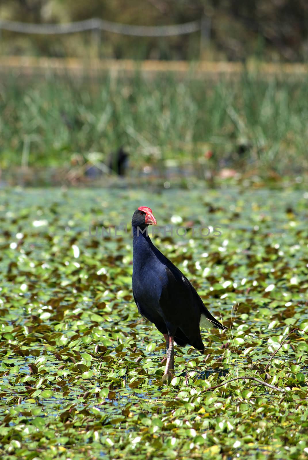 a water hen is wandering around the lilypads in the wetlands