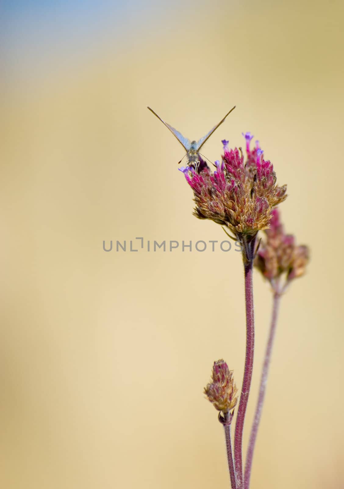  a small butterfly or moth  on a flower