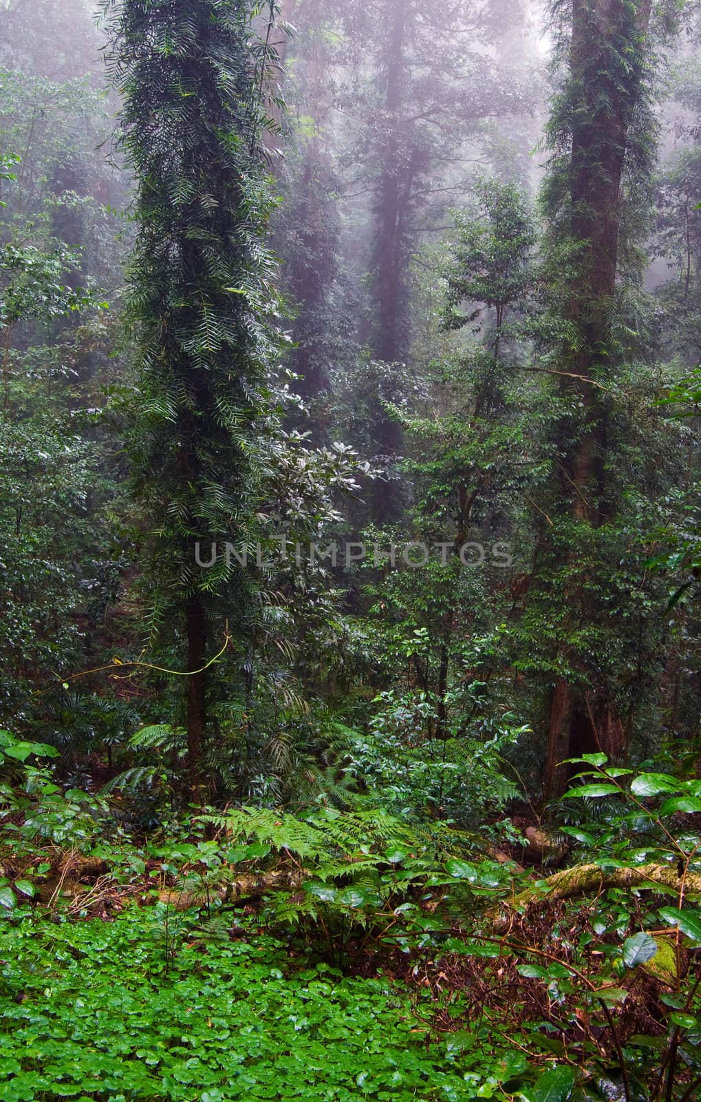 the beauty of nature in the dorrigo world heritage rainforest on a foggy day