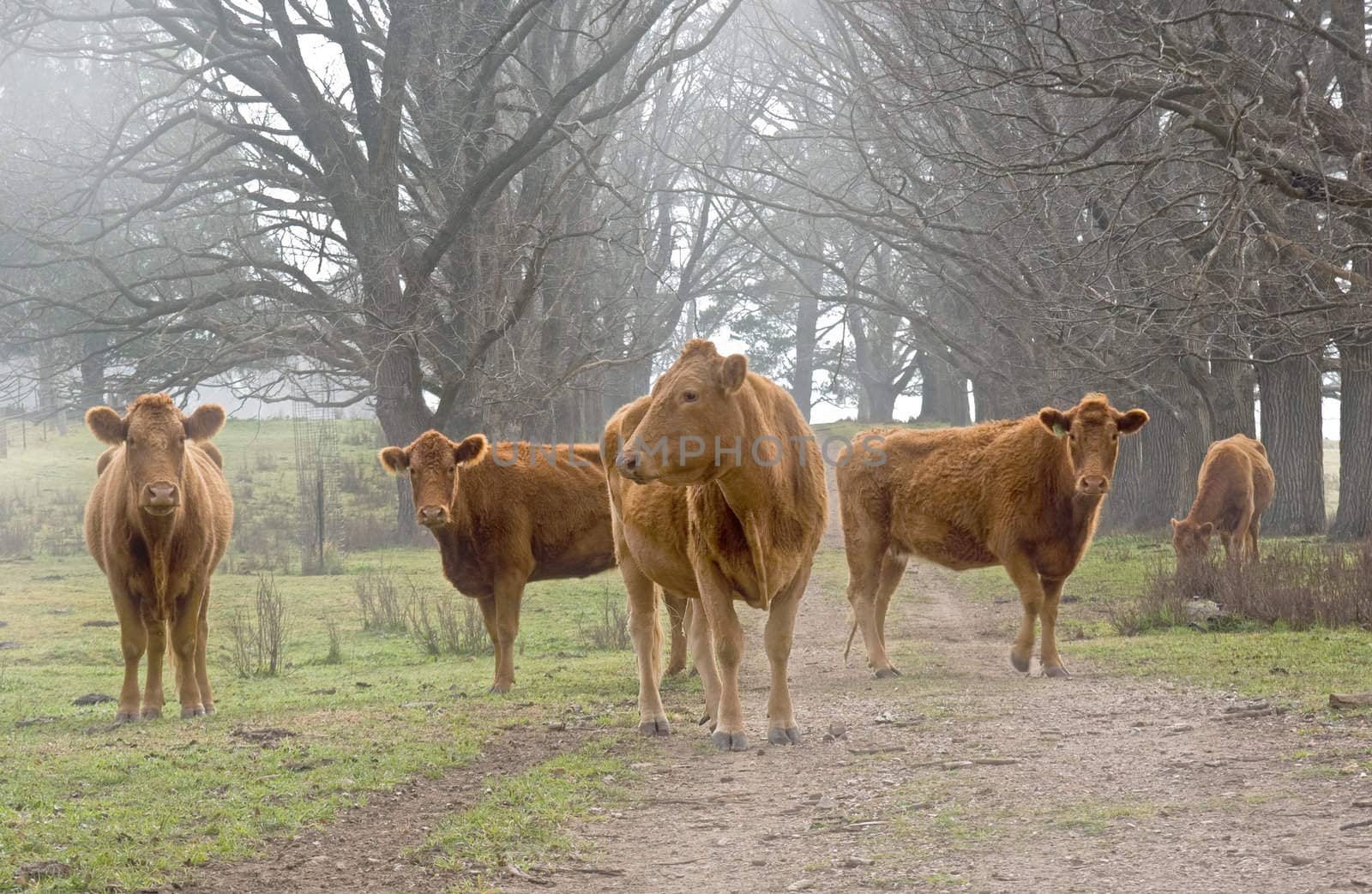 cows on the road by clearviewstock
