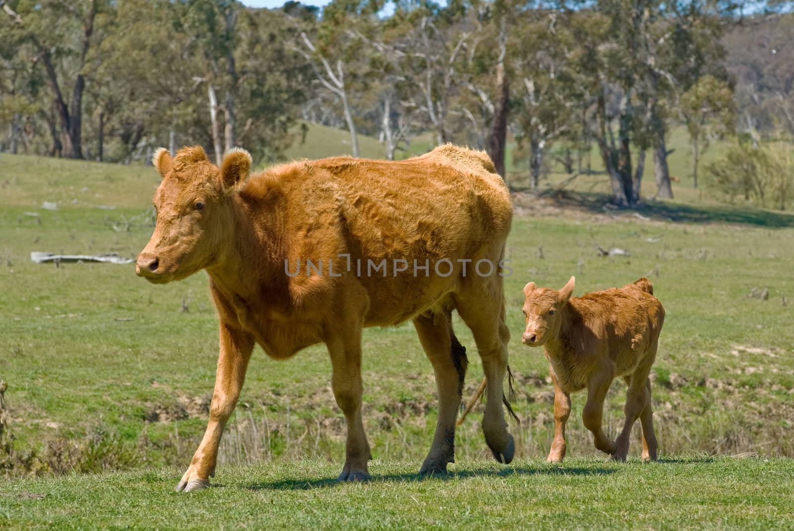 a mother cow and its calf walk along through a field