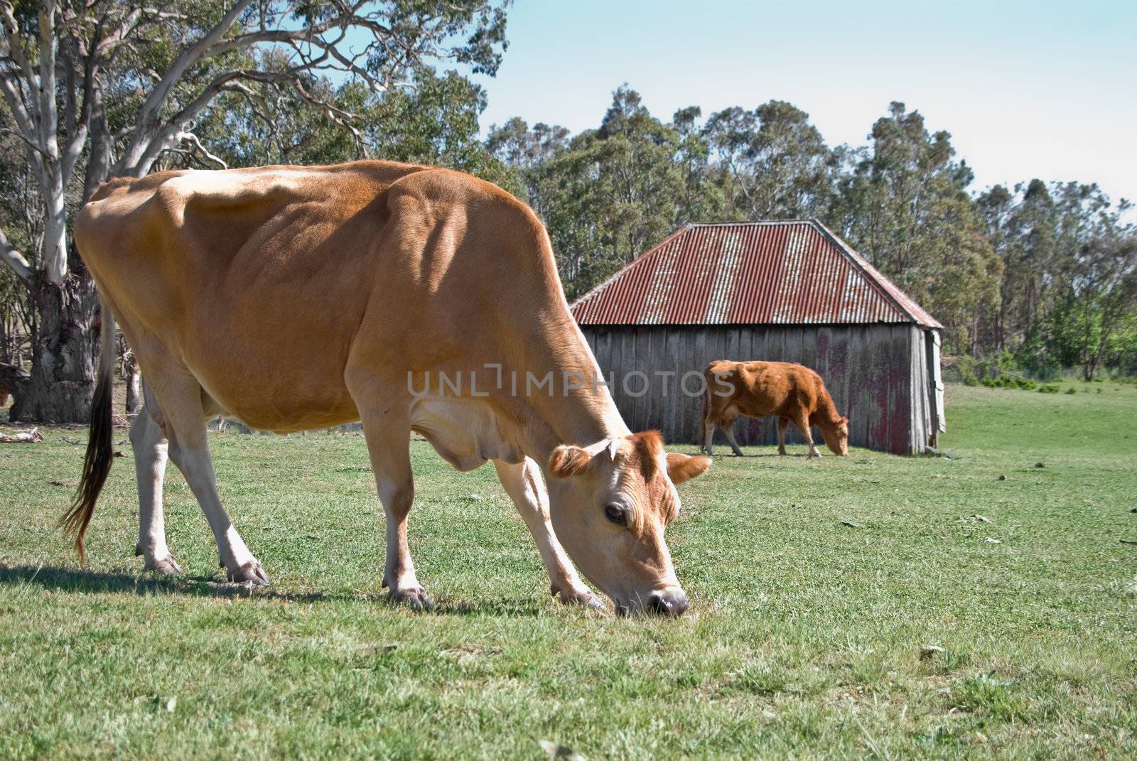 cows grazing in the field on the farm