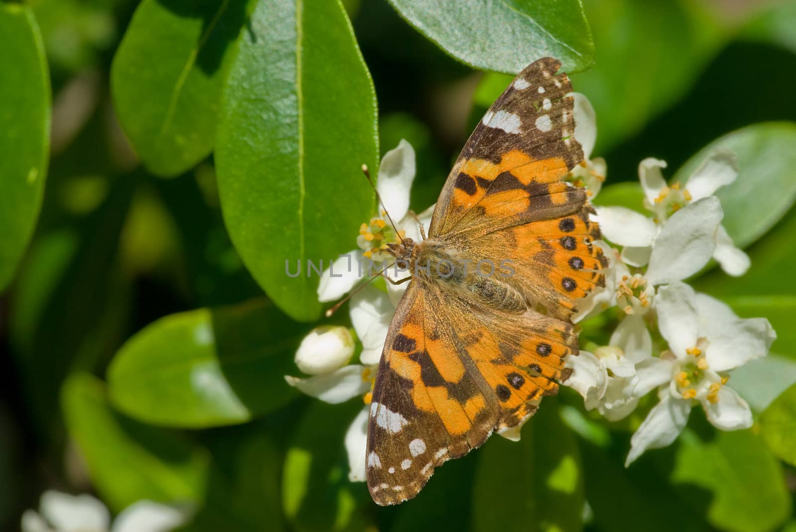 beautiful orange butterfly sits on white flowers