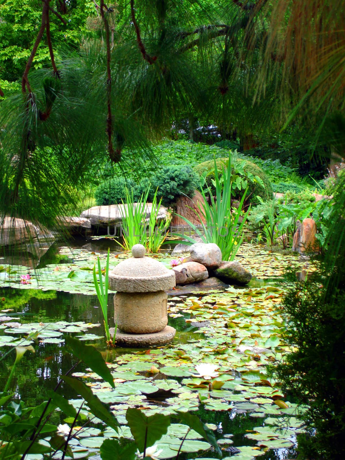 Japanese Water Garden