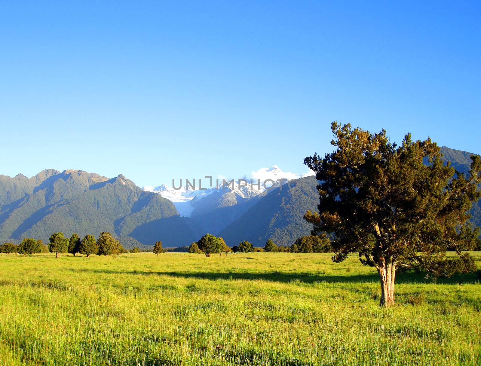 Tree and Field in front of Mount Cook and Mount Tasman, New Zealand