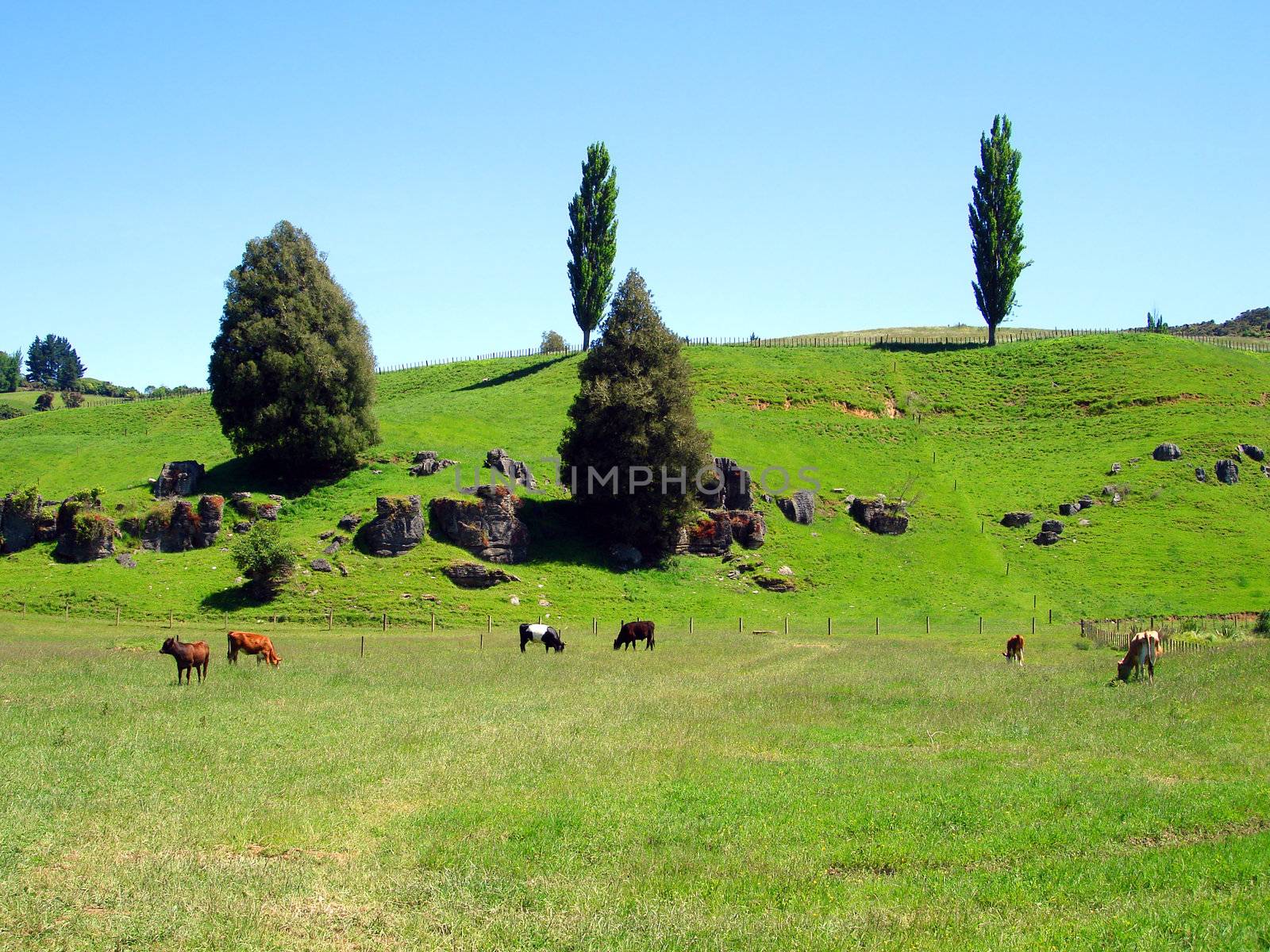 Field of Cows, Waitomo, New Zealand by Cloudia