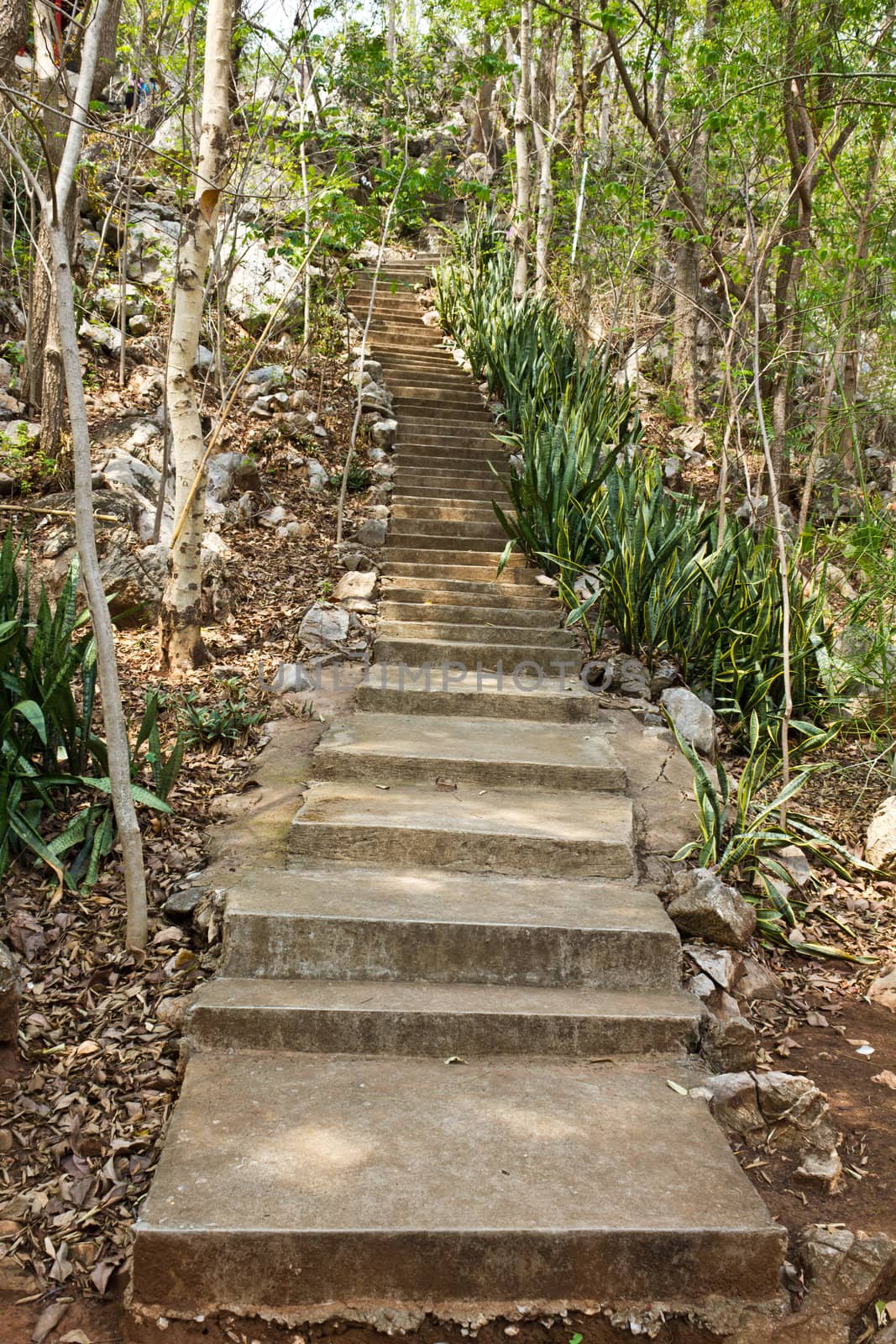 stone stairway leads up a hill in the forest