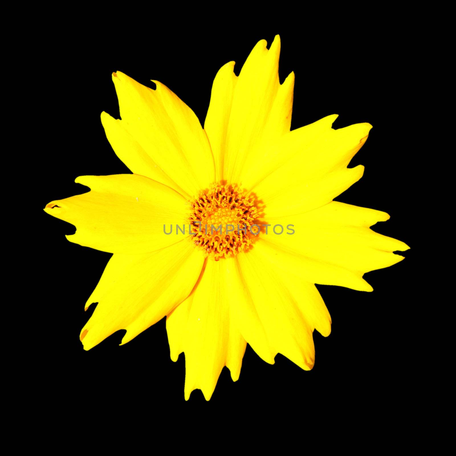Yellow Flower - Coreopsis Pubescens from the Compositae (aka Asteraceae) family. Isolated on Black