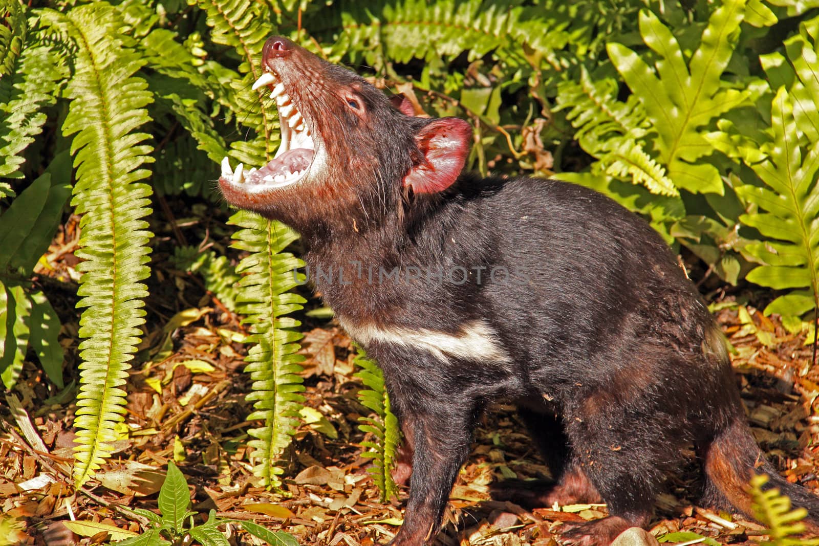 Tasmanian Devil growling. Native Australian animal and is an endangered species. Sarcophilus harrisii