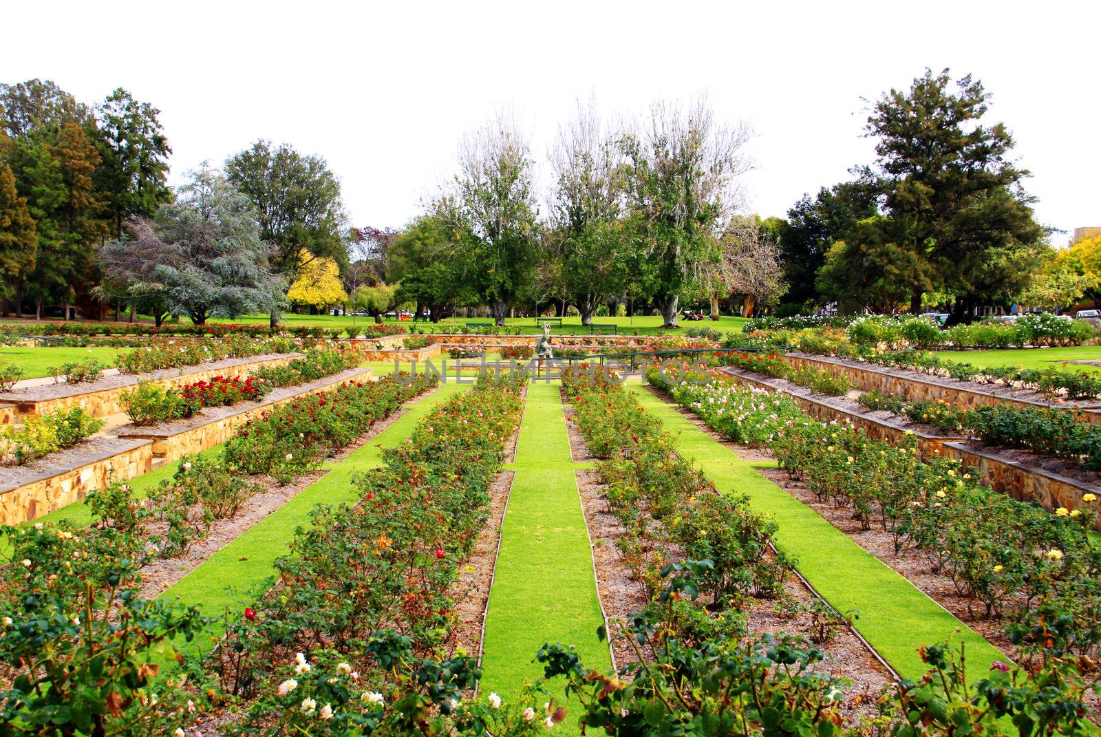 Formal Rose Garden - Veale Gardens, Adelaide, Australia by Cloudia
