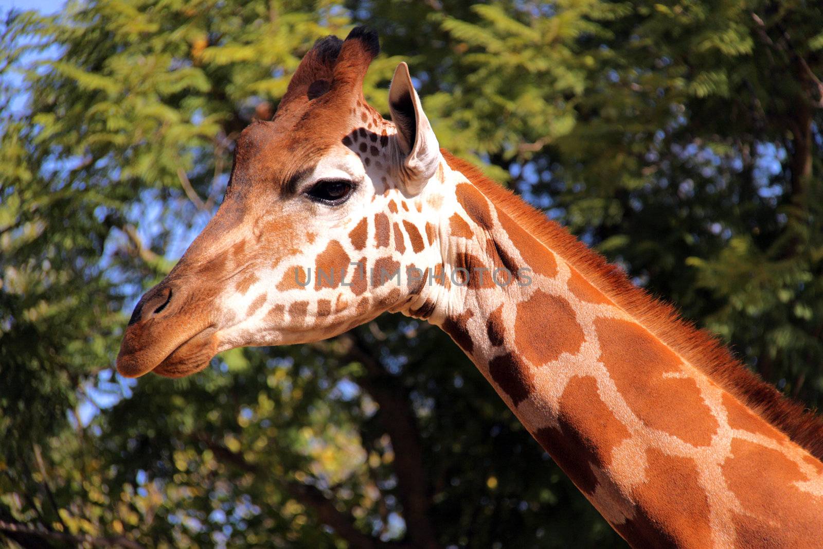 Giraffe - Side Profile of Face and Neck by Cloudia