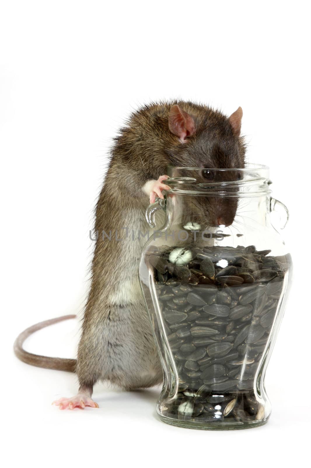 The big grey rat on a white background with sunflower  seeds
