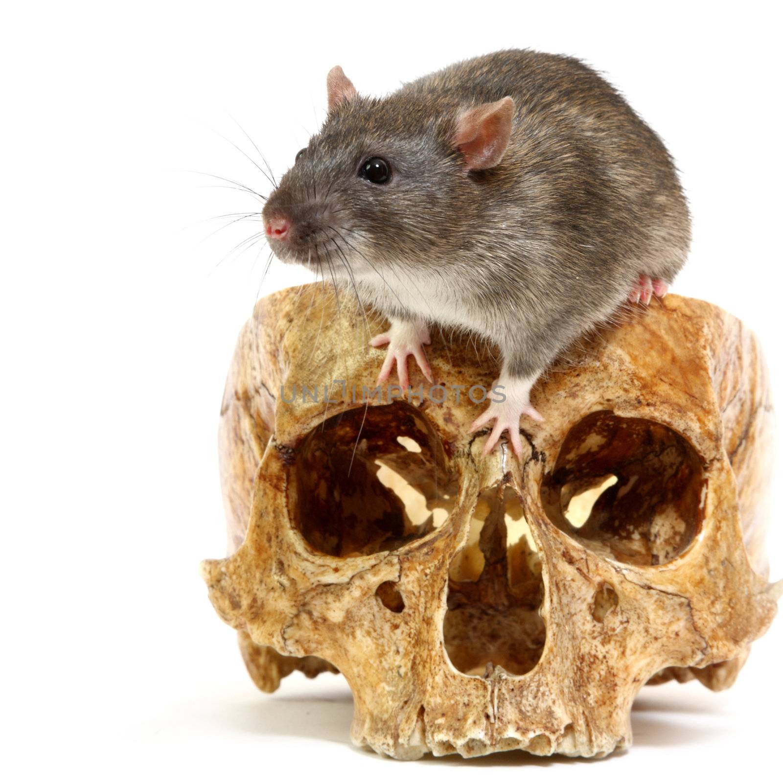 The big grey rat in a human skull