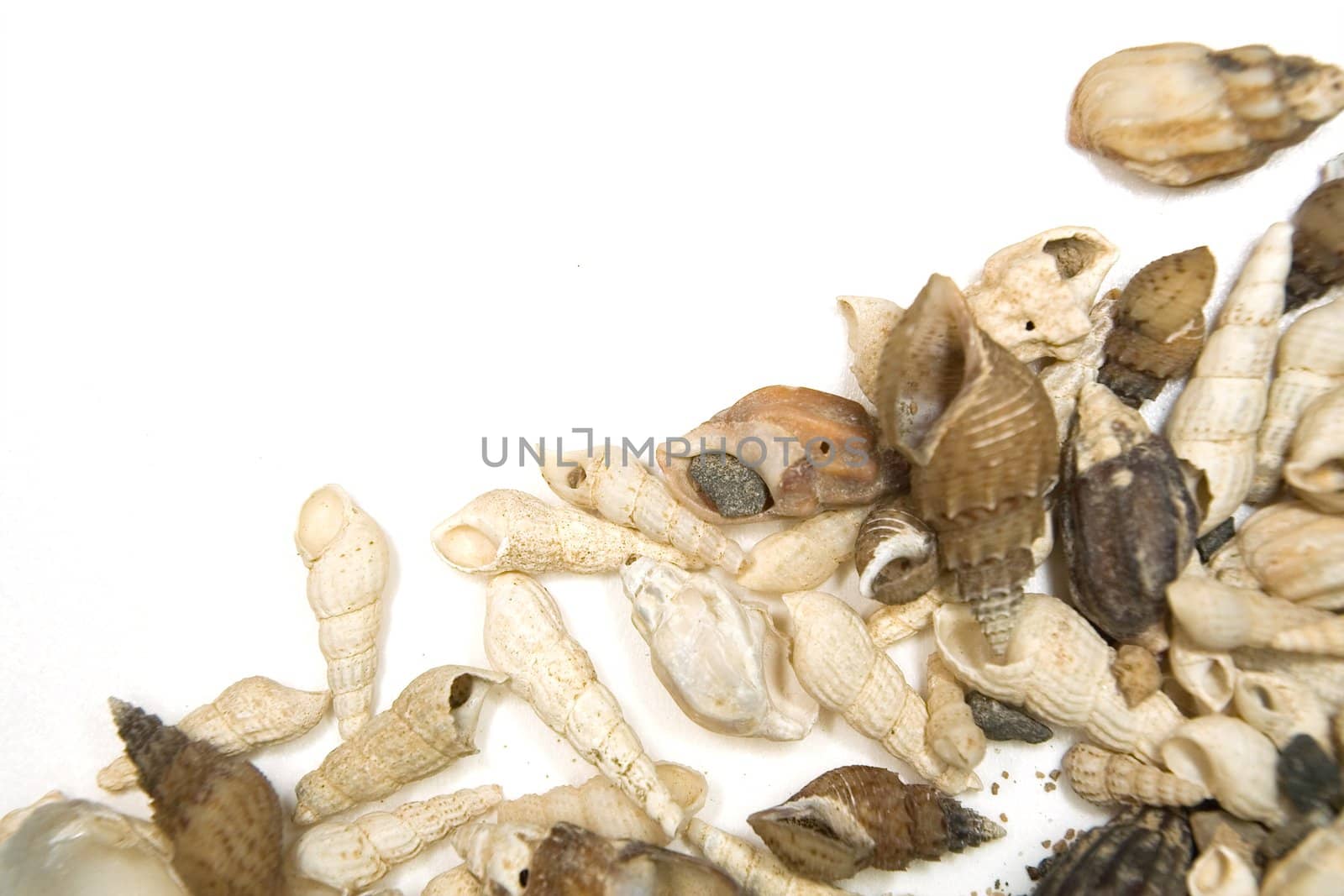 Cockleshells of sea mollusks on a white background. Background for graphic design use