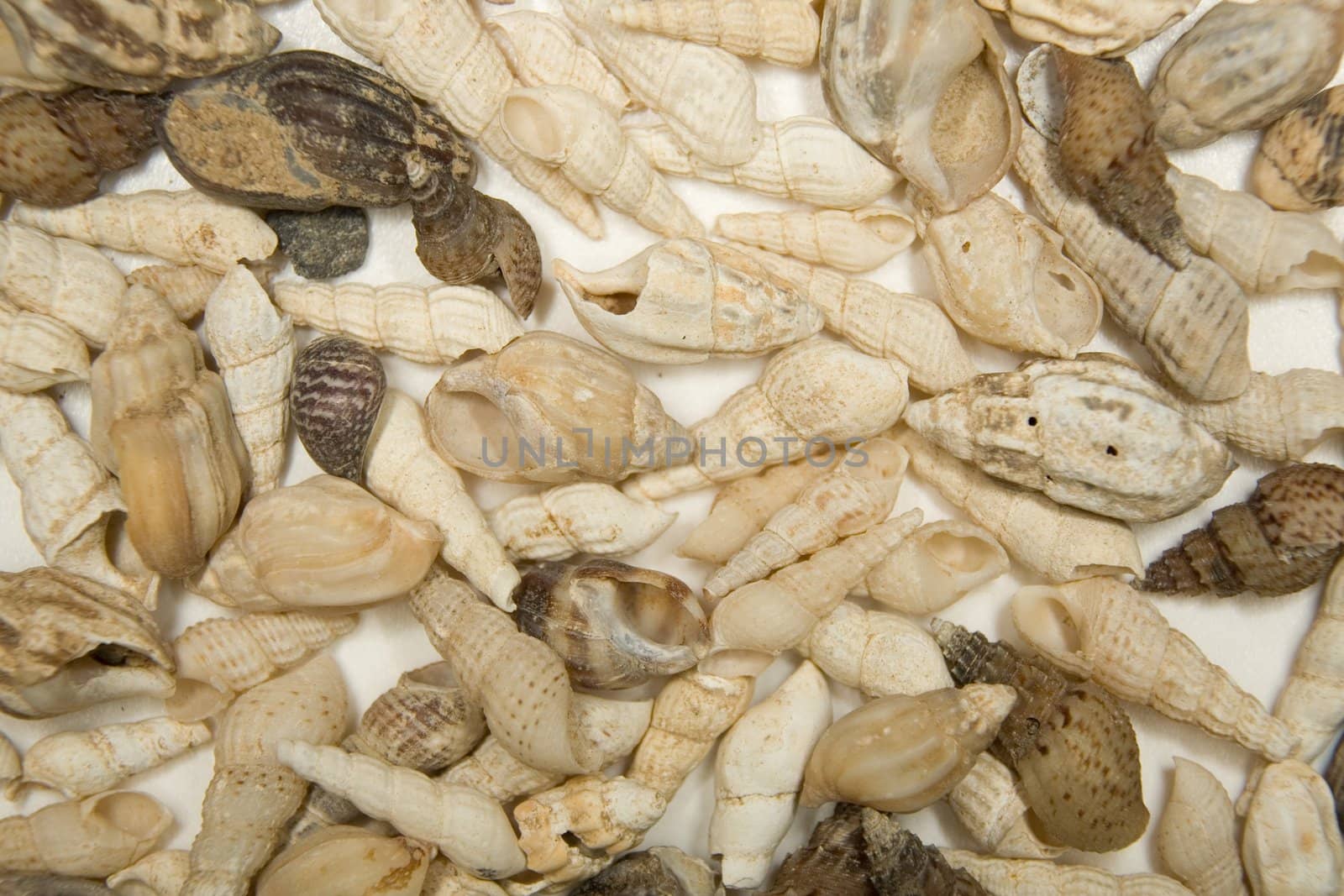 Cockleshells of sea mollusks on a white background. Background for graphic design use