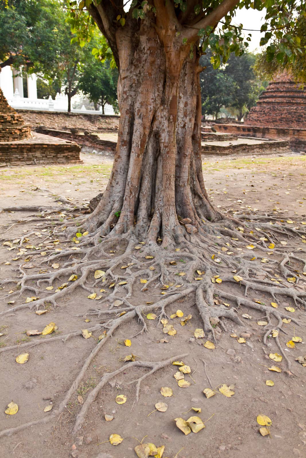 Bodhi tree roots,  ayutthaya province of Thailand