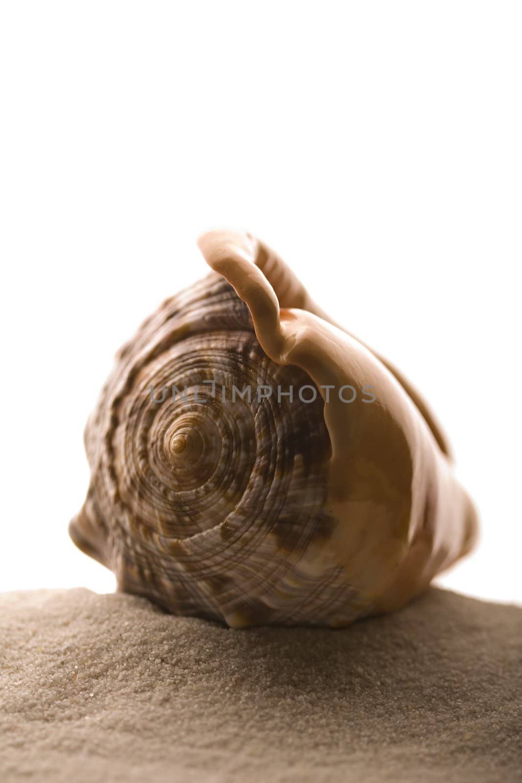 Diversity shells on sand isolated on white background