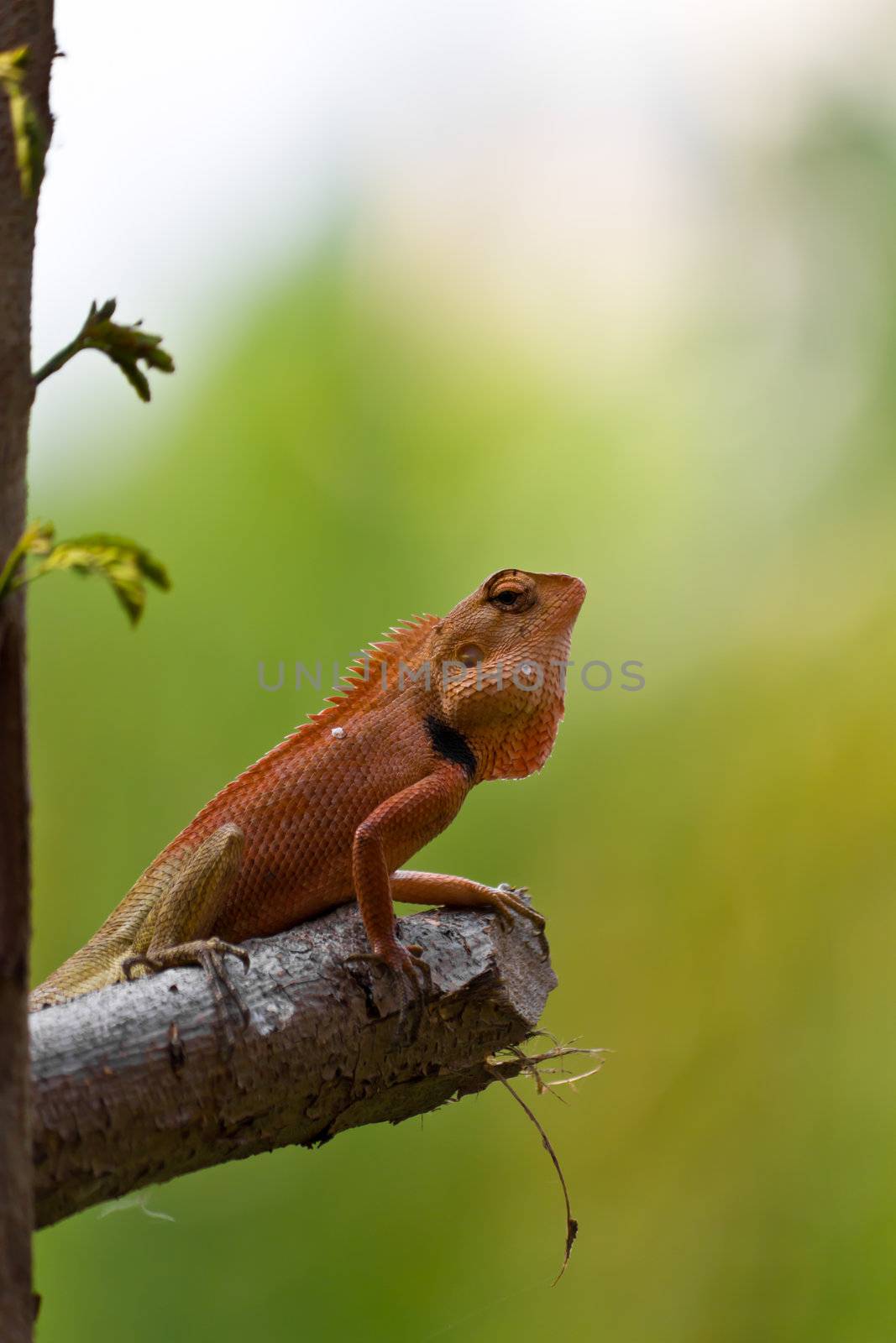 closeup Thai chameleon on twig in nature