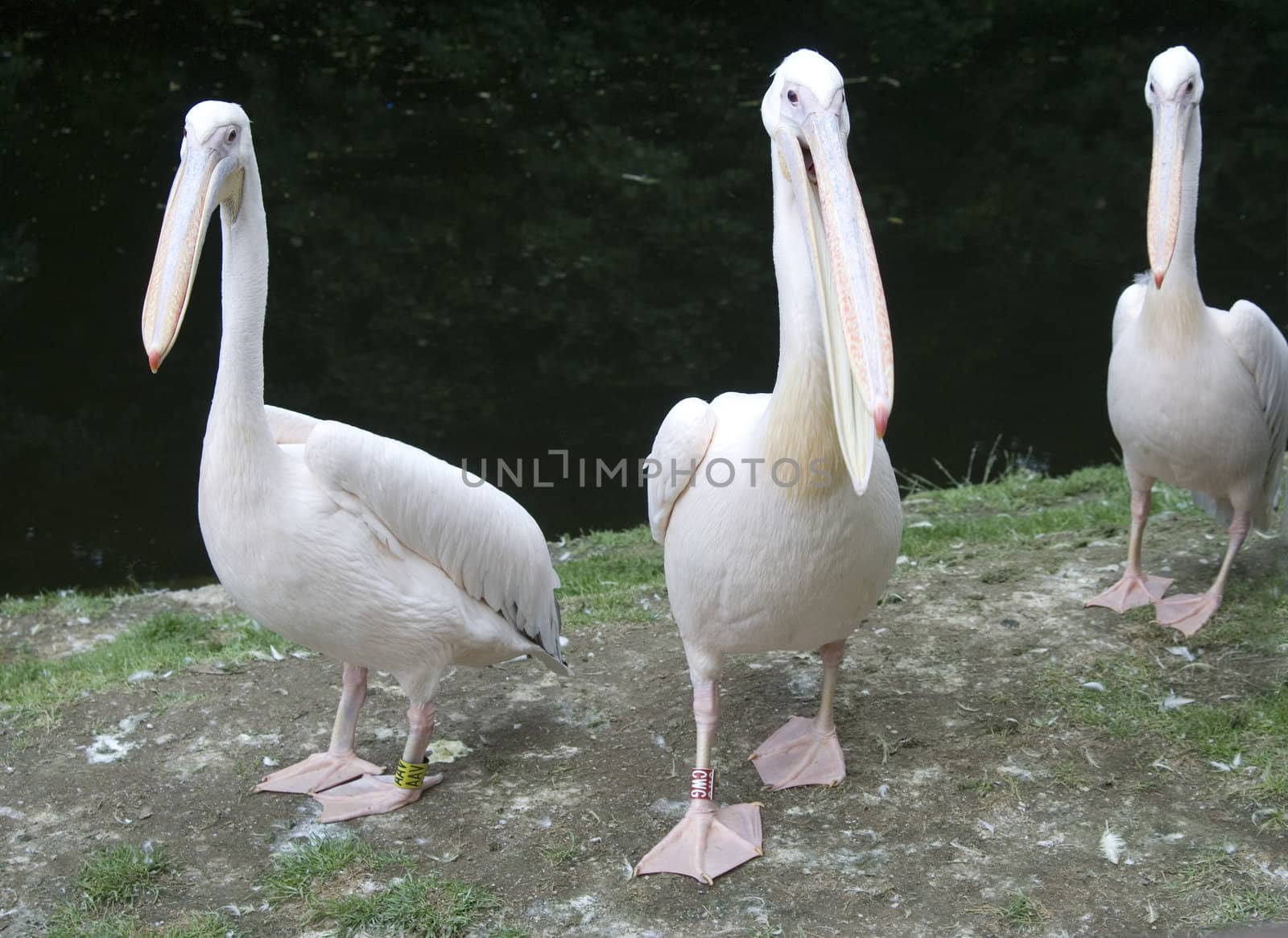 three pink pelican on seaside